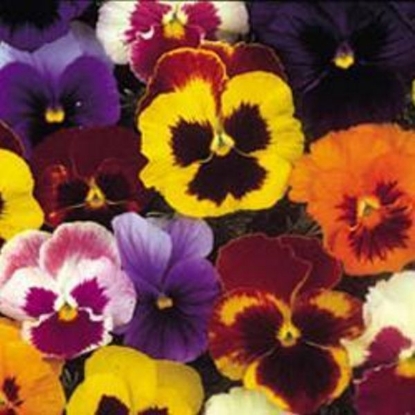 Picture of Pansy  Tiara Mixed