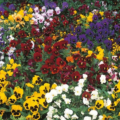 Picture of Pansy  Winter Flowering Mixed