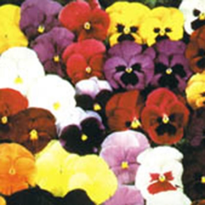 Picture of Pansy  Ultima Mixed F1