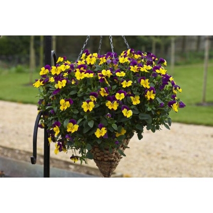 Picture of Pansy  Freefall Purple Wings F1