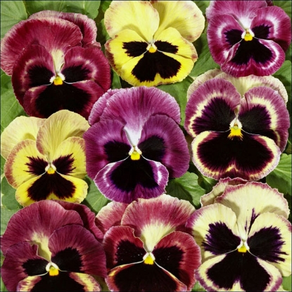 Picture of Pansy  Summer Berries