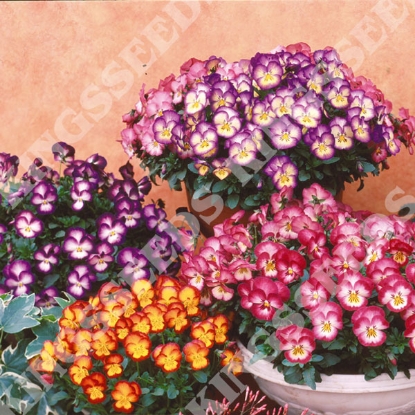 Picture of Pansy  Ultima Radiance Mix F1