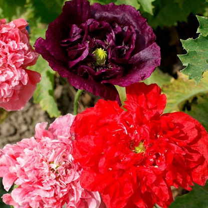 Picture of Papaver (Poppy) Somniferum Double Mixed