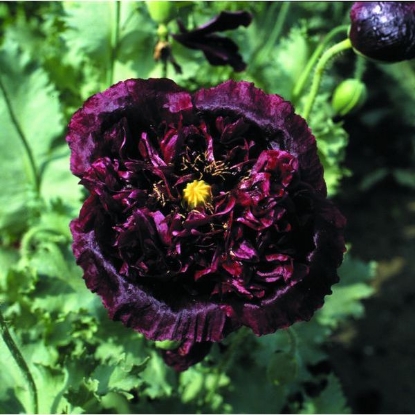 Picture of Papaver  (Poppy) Paeoniflorum Black Peony