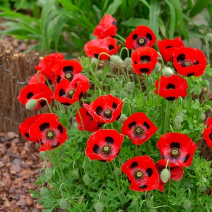 Picture of Papaver  (Poppy) Communtatum Ladybird