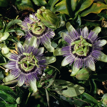 Picture of Passiflora Caerulea