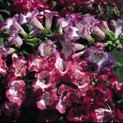 Picture of Penstemon  Giant Hybrids