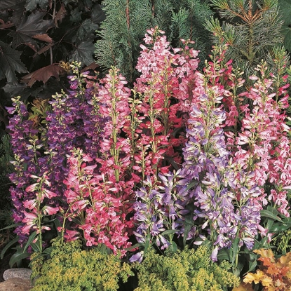 Picture of Penstemon  Barbatus Cambridge Mixture