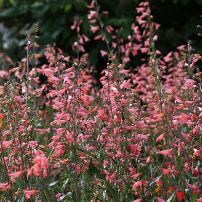 Picture of Penstemon  Barbatus Twizzle Coral