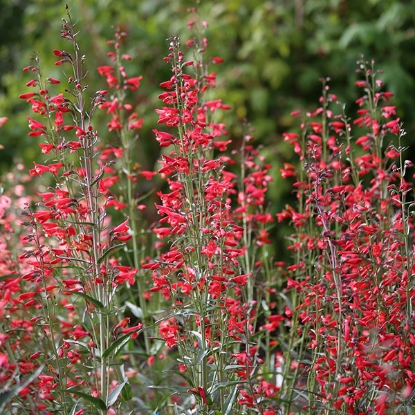 Picture of Penstemon  Barbatus Twizzle Scarlet