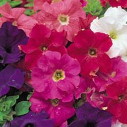 Picture of Petunia  Trumpet Rainbow Mixed