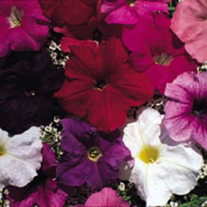 Picture of Petunia  Carnival Mixed F2