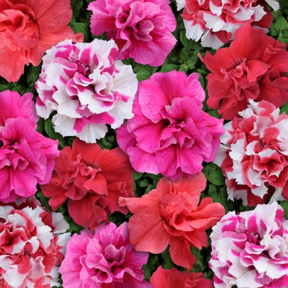 Picture of Petunia  Bonanza Mixed F1