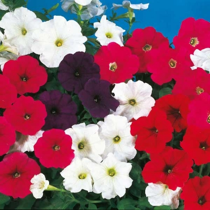 Picture of Petunia  Cascade Mixed F1