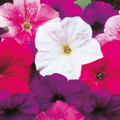 Picture of Petunia  Merlin Mixed F1