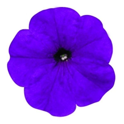 Picture of Petunia  Merlin Series Blue F1