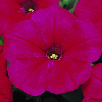 Picture of Petunia  Merlin Series Cherry Rose F1