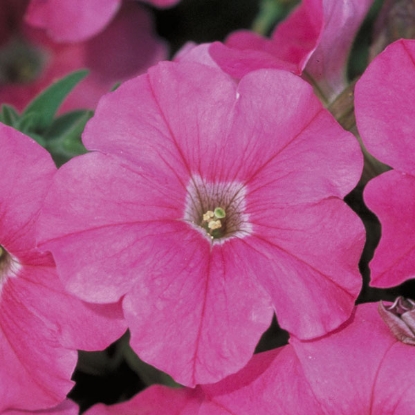 Picture of Petunia  Merlin Series Pink F1