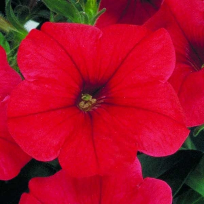 Picture of Petunia  Merlin Series Red F1