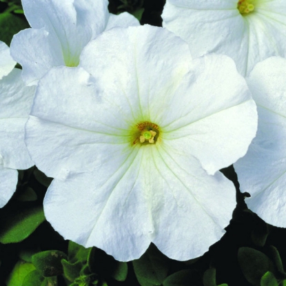 Picture of Petunia  Merlin Series White F1