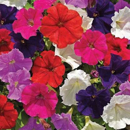 Picture of Petunia  Picobella Mix