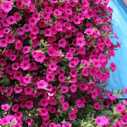 Picture of Petunia  hybrida Purple Velvet F1