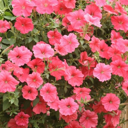 Picture of Petunia  hybrida Salmon Shades Velvet F1