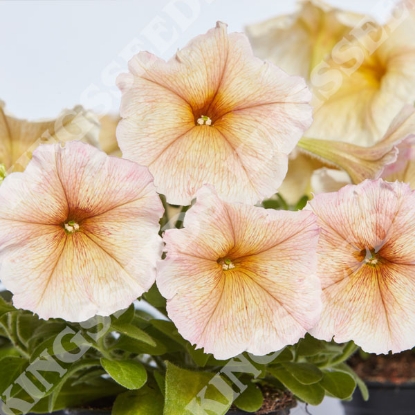 Picture of Petunia  hybrida multiflora Ingrid F1