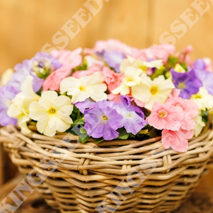 Picture of Petunia  Limbo Pastel Mix F1