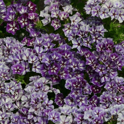 Picture of Phlox  Sugar Stars