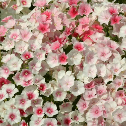 Picture of Phlox drummondii  Blushing Bride