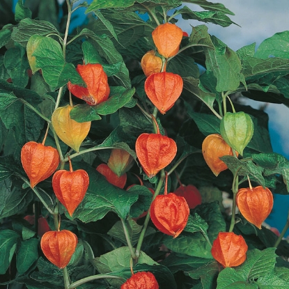 Picture of Physalis Franchetii