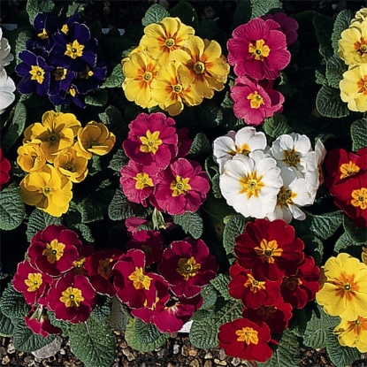 Picture of Polyanthus  Regal Mixed