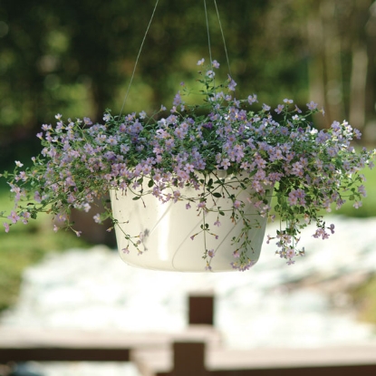 Picture of Bacopa  Bluetopia