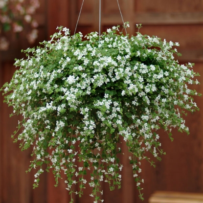 Picture of Bacopa  Snowtopia