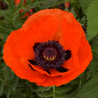 Picture of Papaver (Poppy)  Brilliant Scarlet