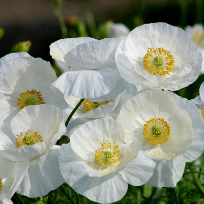 Picture of Papaver (Poppy) Bridal Silk