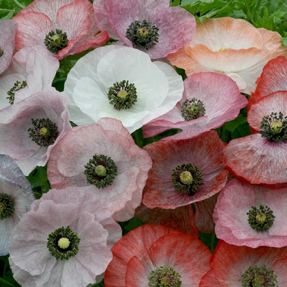 Picture of Papaver (Poppy) Mother Of Pearl