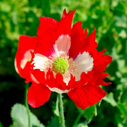 Picture of Papaver (Poppy) Victoria Cross