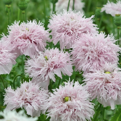 Picture of Papaver (Poppy) Somniferum Lilac Pom Pom