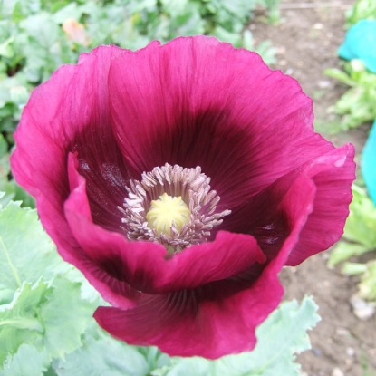 Picture of Papaver (Poppy) Somniferum Laurens Grape