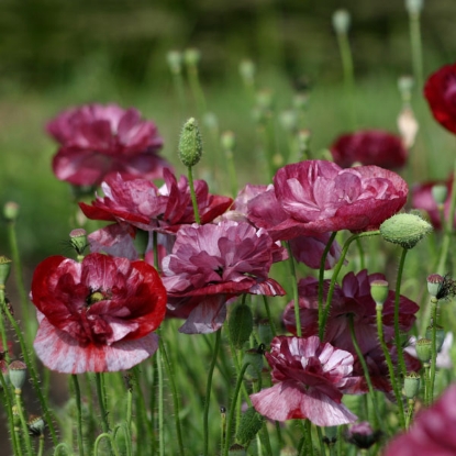 Picture of Papaver (Poppy)  rhoeas Pandora