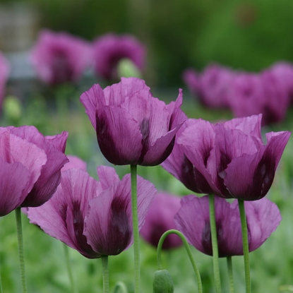 Picture of Papaver (Poppy) Hungarian Blue