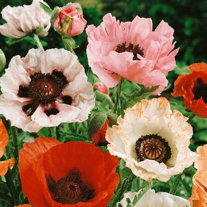 Picture of Papaver (poppy) Orientale Hybrids Mixed