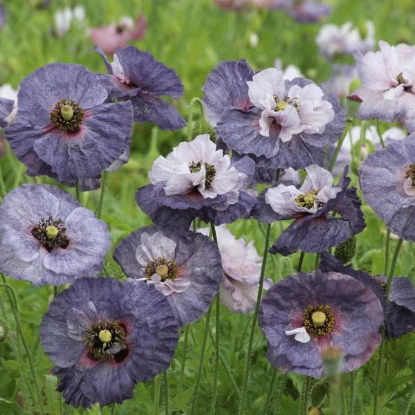 Picture of Papaver (Poppy) rhoeas Amazing Grey