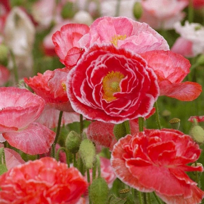 Picture of Papaver (Poppy) rheas  Falling in Love