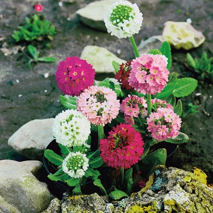 Picture of Primula Denticulata (Drumstick Primula)