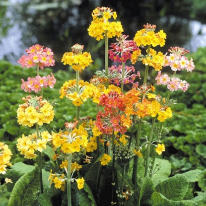 Picture of Primula  Candelabra Mixed