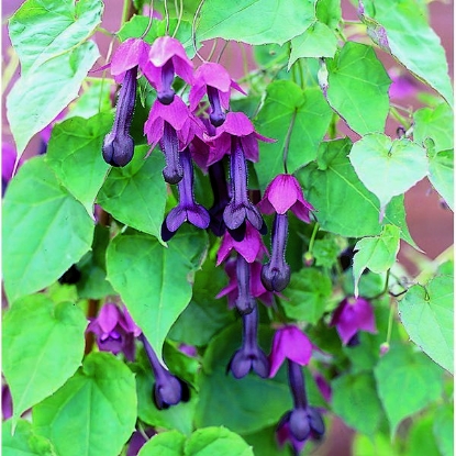 Picture of Rhodochiton Atrosanguineus  Purple Bells