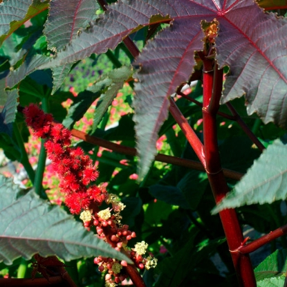 Picture of Ricinus  Gibsonii